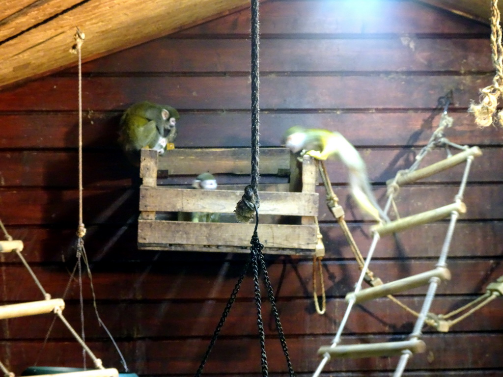 Squirrel Monkeys at the Dierenpark De Oliemeulen zoo