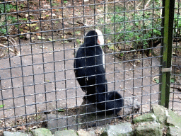 Capuchin Monkey at the Dierenpark De Oliemeulen zoo