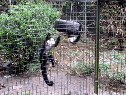 Capuchin Monkeys at the Dierenpark De Oliemeulen zoo