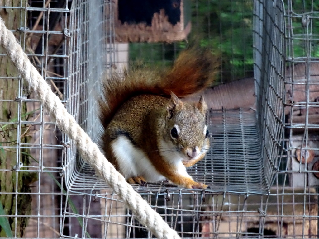 Squirrel at the Dierenpark De Oliemeulen zoo