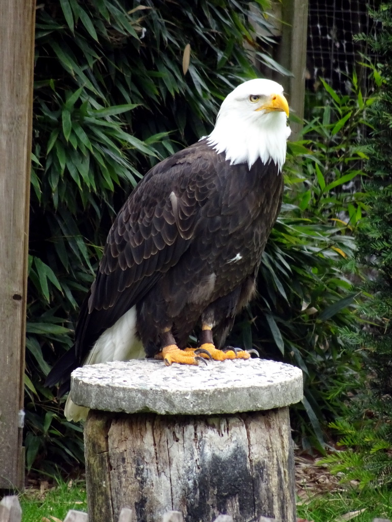 Bald Eagle at the Dierenpark De Oliemeulen zoo