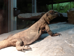 Iguana at the Upper Floor of the main building of the Dierenpark De Oliemeulen zoo