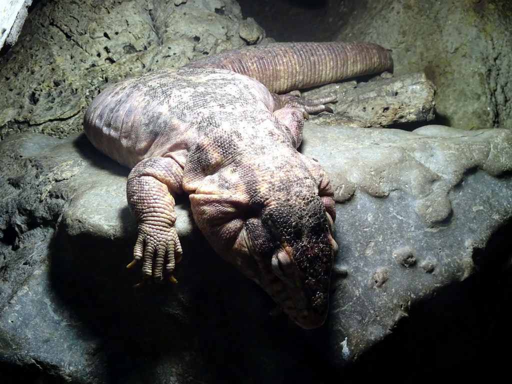 Red Tegu at the Upper Floor of the main building of the Dierenpark De Oliemeulen zoo