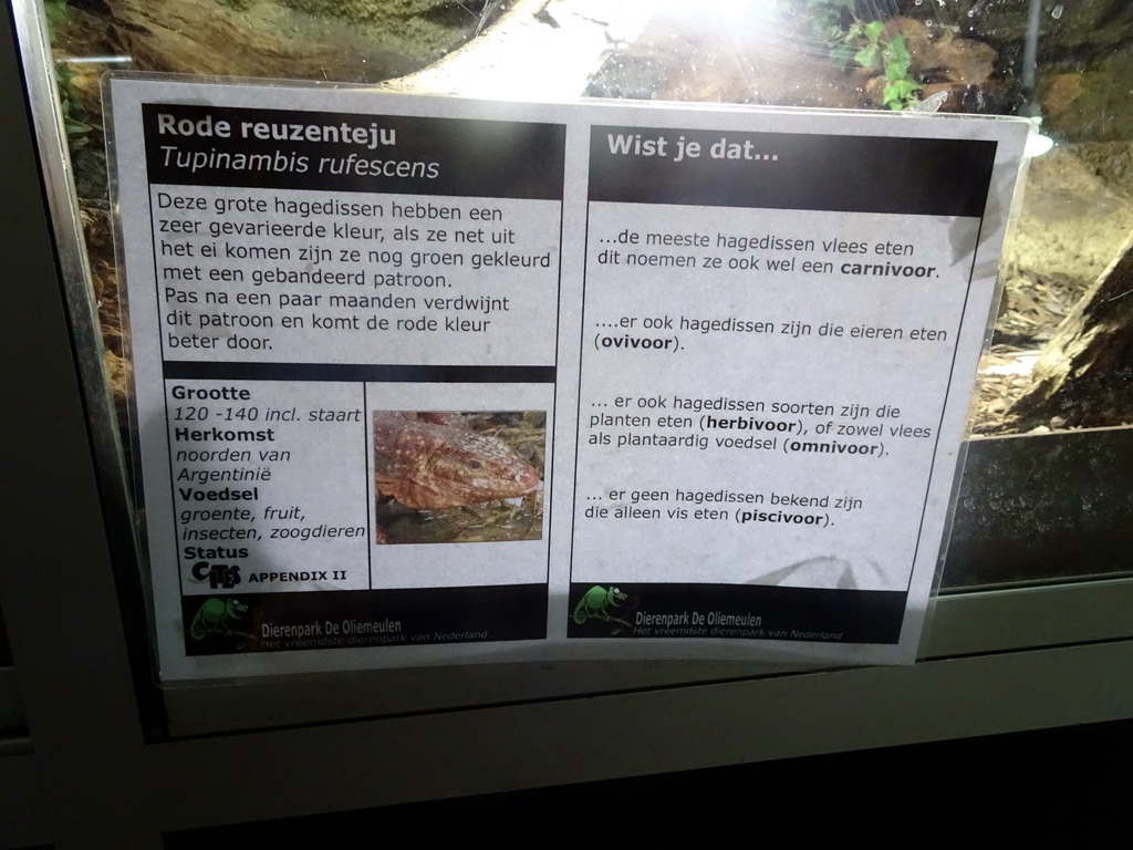 Explanation on the Red Tegu at the Upper Floor of the main building of the Dierenpark De Oliemeulen zoo