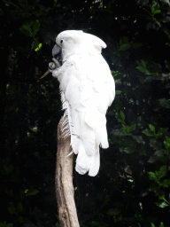 White Cockatoo at the Dierenpark De Oliemeulen zoo