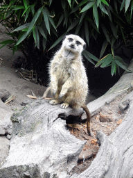 Meerkat at the Dierenpark De Oliemeulen zoo