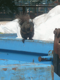 Squirrel at a waste container