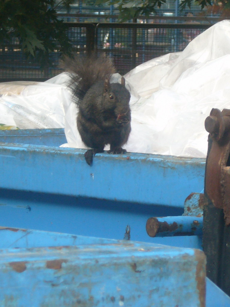 Squirrel at a waste container