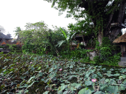 Pond with lotus plants in front of the Pura Taman Saraswati temple