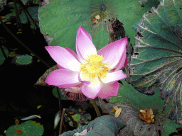 Lotus flower at the pond in front of the Pura Taman Saraswati temple