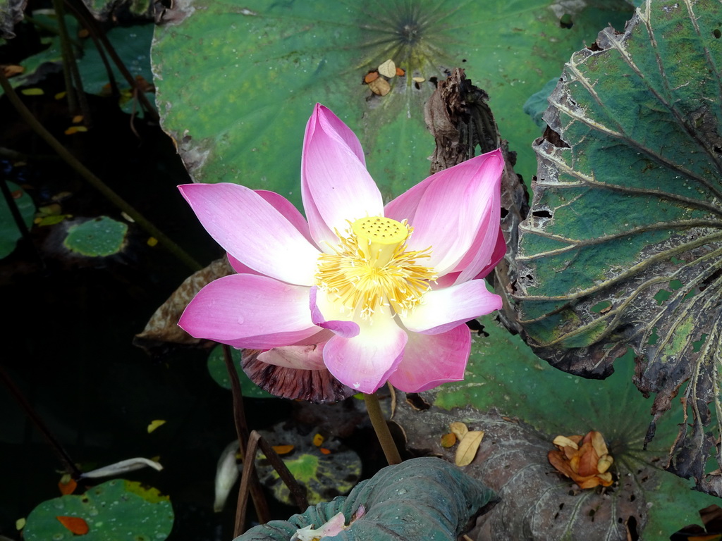 Lotus flower at the pond in front of the Pura Taman Saraswati temple