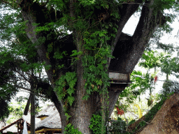 Tree house at Café Lotus