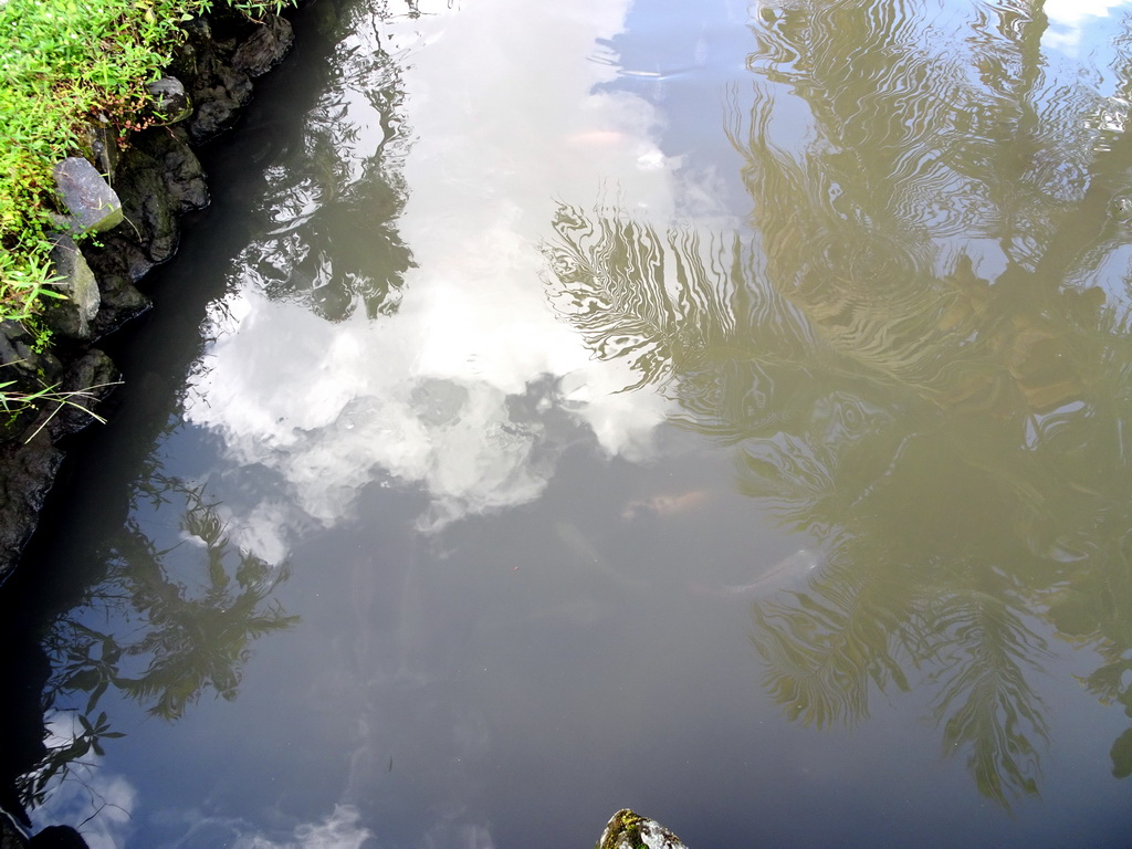 Pond with fish at the back side of the Bebek Joni Restaurant