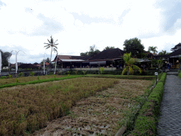 Field at the back side of the Bebek Joni Restaurant