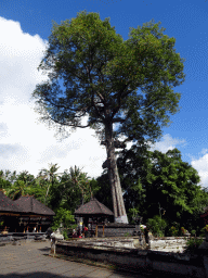 Large tree and pavilions at the Goa Gajah temple