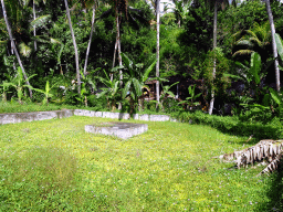 Grassfield and plants at the Goa Gajah temple