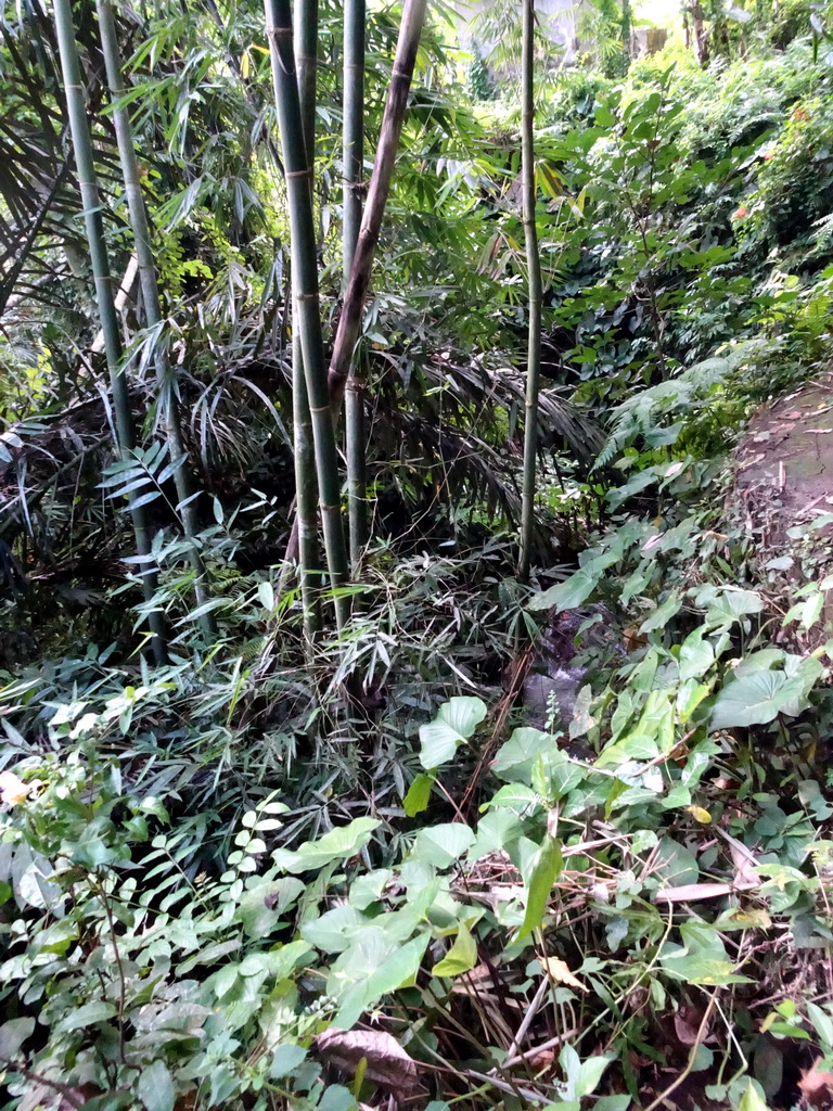 Trees and plants along the path to the lower part of the Goa Gajah temple