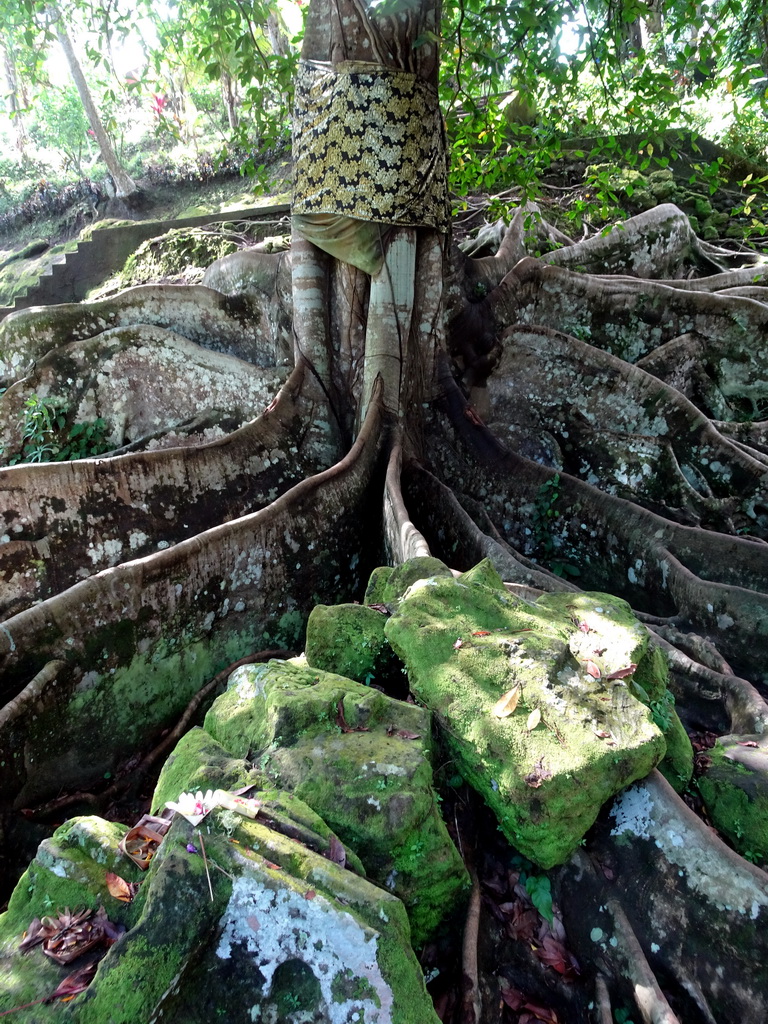 Tree and rocks at the lower part of the Goa Gajah temple