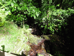 Plants at the lower part of the Goa Gajah temple