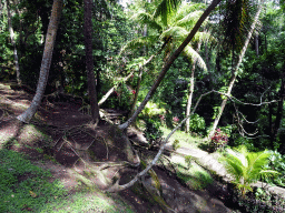 Trees at the lower part of the Goa Gajah temple