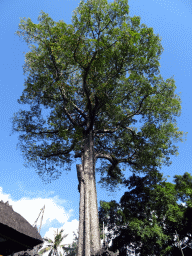 Large tree at the Goa Gajah temple