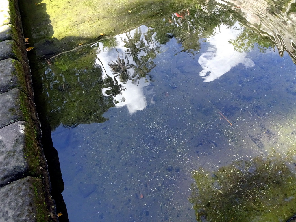 Fish in the water at the bathing place at the Goa Gajah temple