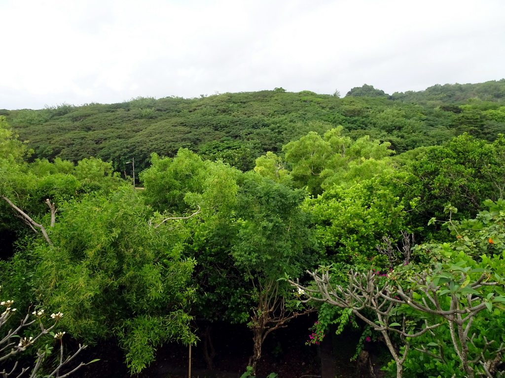 Forest at the Pura Luhur Uluwatu temple