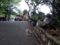 Dog at the Pura Luhur Uluwatu temple