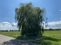 Tree at the Markdal street