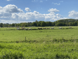 Cows on a field at the west side of the town, viewed from the Markdal street