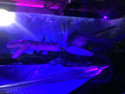 Plesiosaurus statue at the World of Dinos exhibition at the Jaarbeurs building