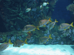 Fish at the Oceanogràfic aquarium at the Ciudad de las Artes y las Ciencias complex