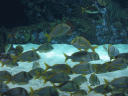 Fish at the Oceanogràfic aquarium at the Ciudad de las Artes y las Ciencias complex