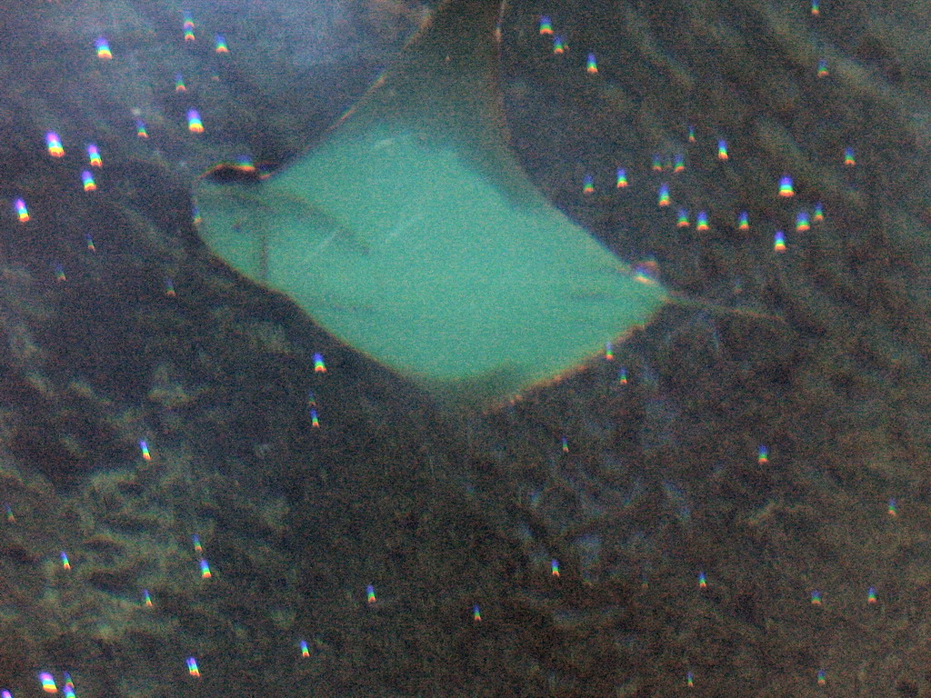 Stingray at the Oceanogràfic aquarium at the Ciudad de las Artes y las Ciencias complex