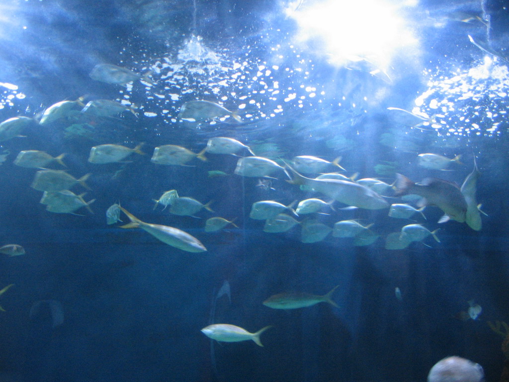 Fish at the underwater tunnel at the Oceanogràfic aquarium at the Ciudad de las Artes y las Ciencias complex