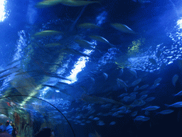 Fish at the underwater tunnel at the Oceanogràfic aquarium at the Ciudad de las Artes y las Ciencias complex