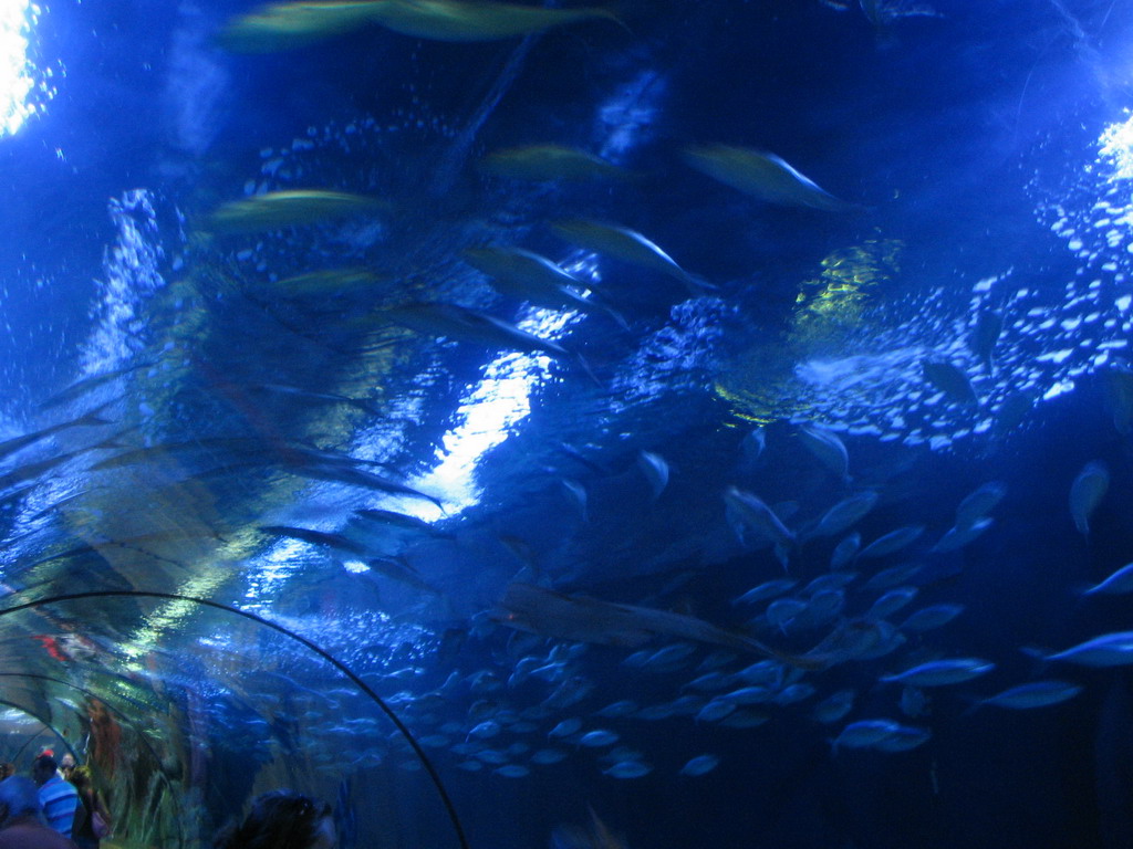 Fish at the underwater tunnel at the Oceanogràfic aquarium at the Ciudad de las Artes y las Ciencias complex