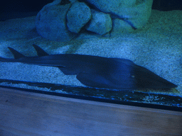 Shark at the underwater tunnel at the Oceanogràfic aquarium at the Ciudad de las Artes y las Ciencias complex