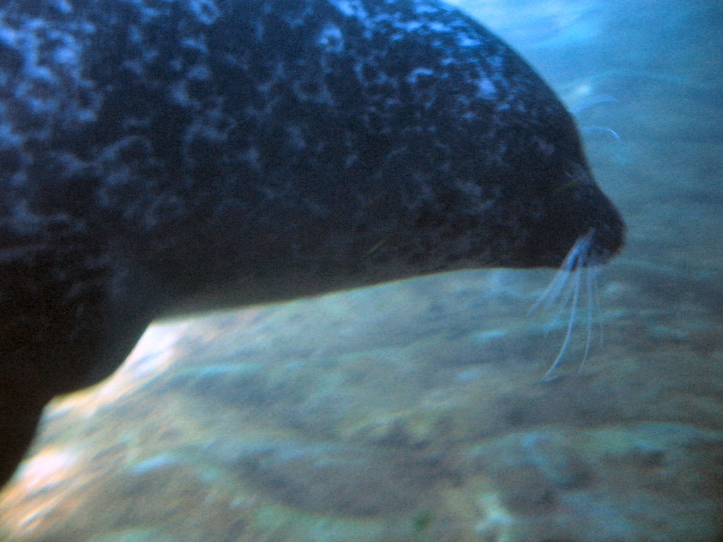 Seal at the Oceanogràfic aquarium at the Ciudad de las Artes y las Ciencias complex