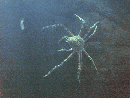 Crab at the Oceanogràfic aquarium at the Ciudad de las Artes y las Ciencias complex