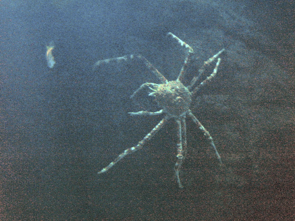 Crab at the Oceanogràfic aquarium at the Ciudad de las Artes y las Ciencias complex