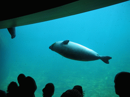 Seals at the Oceanogràfic aquarium at the Ciudad de las Artes y las Ciencias complex