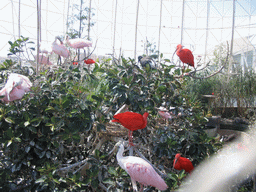 Ibises at the Wetlands Aviary at the Oceanogràfic aquarium at the Ciudad de las Artes y las Ciencias complex