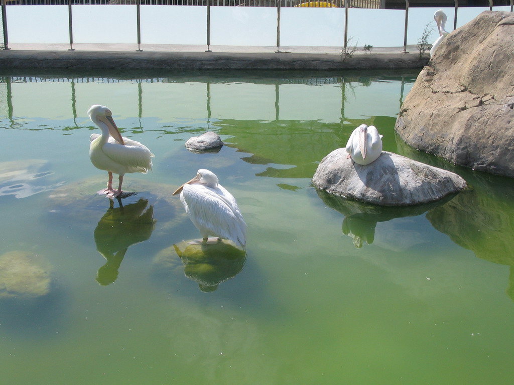 Pelicans at the Oceanogràfic aquarium at the Ciudad de las Artes y las Ciencias complex