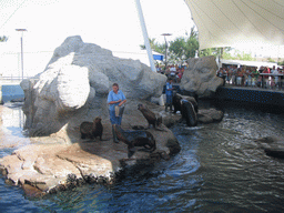 Zookeepers feeding the South American Sea Lions at the Islands area at the Oceanogràfic aquarium at the Ciudad de las Artes y las Ciencias complex