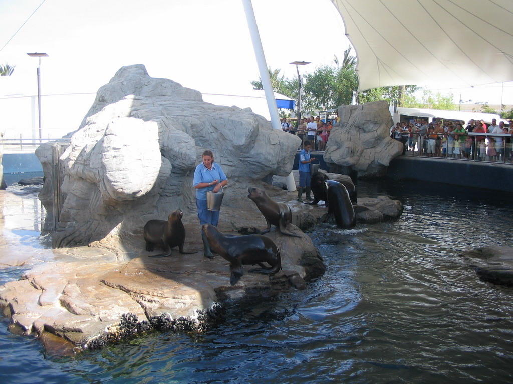 Zookeepers feeding the South American Sea Lions at the Islands area at the Oceanogràfic aquarium at the Ciudad de las Artes y las Ciencias complex