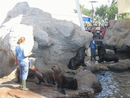 Zookeepers feeding the South American Sea Lions at the Islands area at the Oceanogràfic aquarium at the Ciudad de las Artes y las Ciencias complex