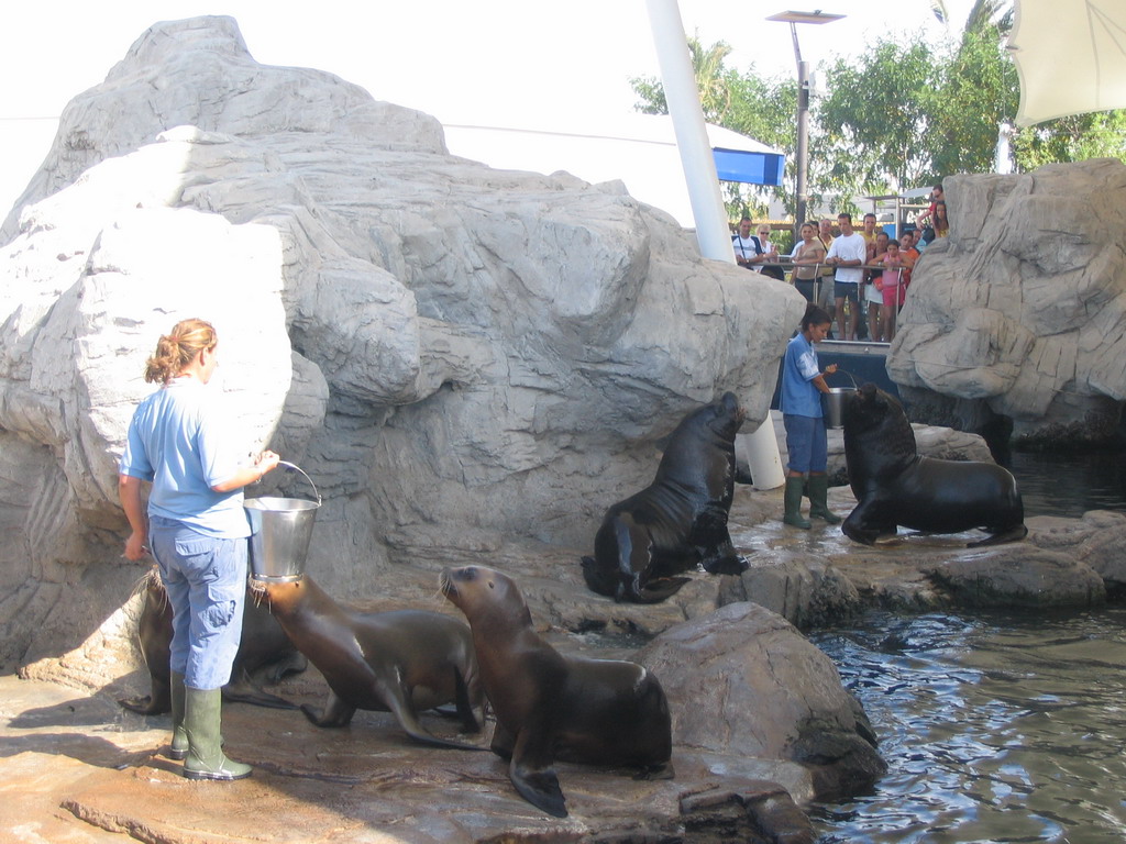 Zookeepers feeding the South American Sea Lions at the Islands area at the Oceanogràfic aquarium at the Ciudad de las Artes y las Ciencias complex