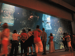 Large aquarium with fish at the Oceanogràfic aquarium at the Ciudad de las Artes y las Ciencias complex