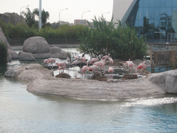 Flamingos at the Oceanogràfic aquarium at the Ciudad de las Artes y las Ciencias complex